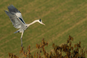 A grey heron (Ardea cinerea) in flight