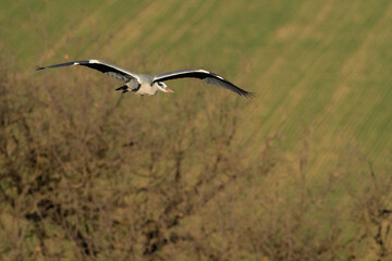 A grey heron (Ardea cinerea) in flight