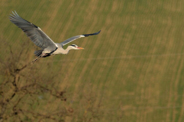 A grey heron (Ardea cinerea) in flight