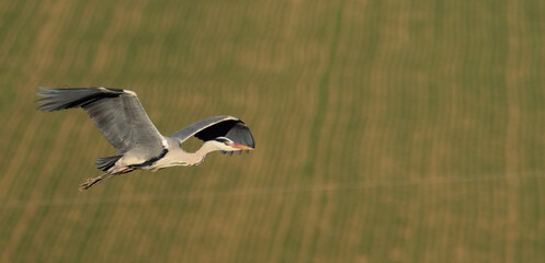 A grey heron (Ardea cinerea) in flight