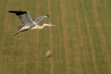 A grey heron (Ardea cinerea) in flight
