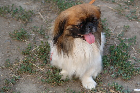 portrait of a pekingese dog