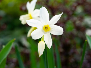 Obraz premium Spring. White flowers are in the garden. A white daffodil (Narcissus) blooms in the foreground. closeup. In the sunshine.
