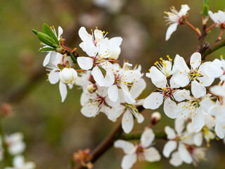 Fototapeta premium Spring. White flowers on a branch of a flowering tree. Flowers of a sloe, blackthorn, Prunus spinosa with green leaves. Sunshine
