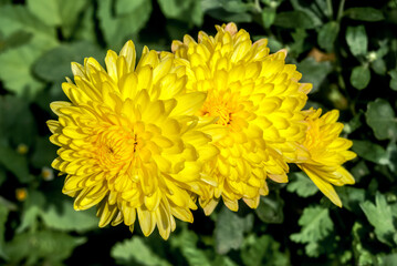 Florist's Daisy (Chrysanthemum morifolium) in garden