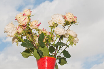 front views, close distance, of an orange, ceramic vase with blooming, white and purple baby roses