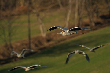 A grey heron (Ardea cinerea) in flight