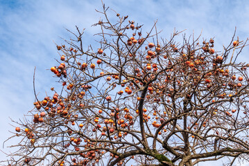 Japanese Persimmon (Diospyros kaki) in orchard, Abkhazia