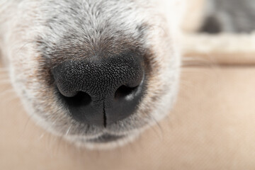 Close up of black puppy nose while sleeping in a dog bed. Cute 9 week old male blue heeler puppy dog is exhausted after playing. Tranquil scene. Selective focus on dog nose. - obrazy, fototapety, plakaty