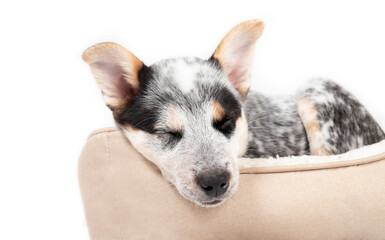 Little sleeping puppy in a doggy bed while facing the camera. Cute puppy dog taking a break. Black and white 9 week old blue heeler puppy or Australian cattle dog. Isolated on white. Selective focus.
