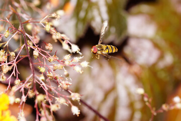 Schwebfliege im Flug © Heinrich