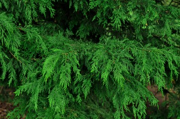branches of evergreen pine background 