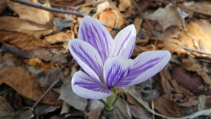 Spring Crocus Purple and White growing in dead leaves from fall