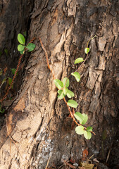 New leaves grown up on old, wood textured tree trunk in a forest. Howrah, West Bengal, India. Vertical image.