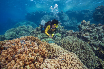 Exploration under water. A woman dives on a tropical reef with a blue background and beautiful corals. She illuminates the coral reef with a flashlight.