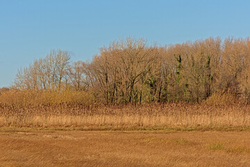 Fototapeta premium Marshland with golden reed field, meadow and bare trees on a sunny autumn day in bourgoyen nature reserve, Ghent, Flanders, Belgium 