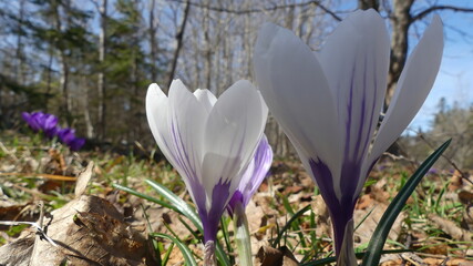 Spring Crocus Purple and White growing in dead leaves from fall