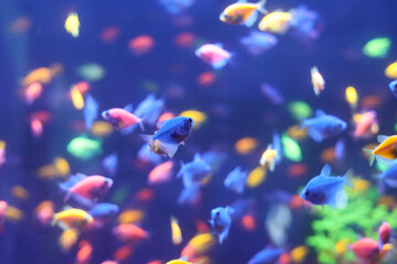 Fototapeta na wymiar Many small bright neon colored fish are swimming in an aquarium on a blue background.
