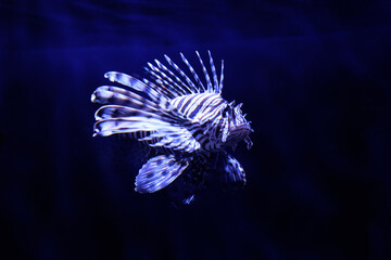 Red lionfish is swimming in an aquarium on a dark blue background.