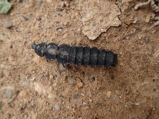 Lampyris Iberica, The Iberian Firefly