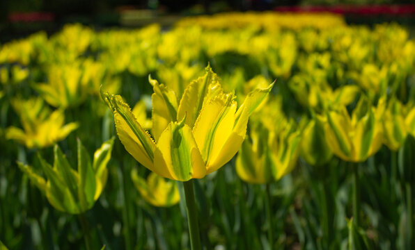 Field Of Tulips. Beautiful Yellow Green Flowers With The Background Out Of Focus.