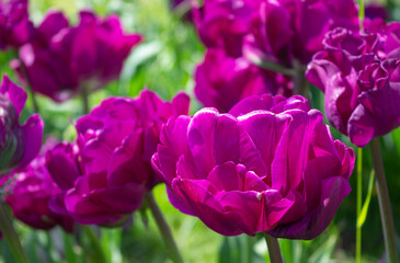 Fuchsia colored tulips in the meadow. Beautiful purple flowers with the background out of focus. Gentle natural light.
