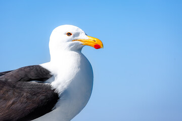 Portrait of a seagull against the blue sky.