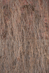 Dry ivy on a building as a background.