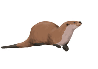 Otter with only white background