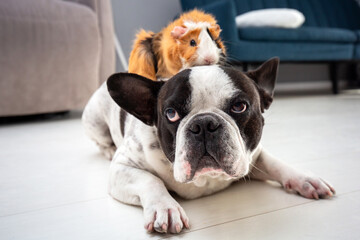 French bulldog at home playing with a guinea pig