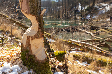Obraz premium Beaver chewing down a tree.