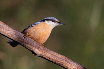 Fototapeta premium Ein Kleiber schaut interessiert