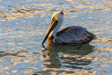 Primer plano de un pelícano pardo (Pelecanus occidentalis) flotando sobre un cuerpo de agua