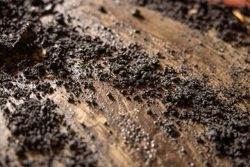Wet dark soil on the ground closeup