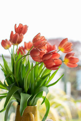 Red tulip flowers in vase, fresh, morning wake up. Closeup