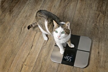 Cute tabby cat gets on the body weight scale. 