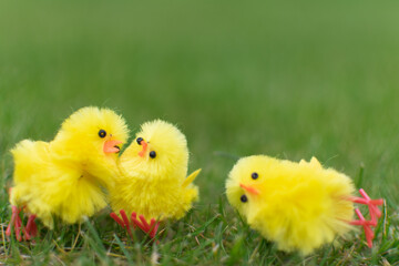 Three cute chicks playing on green field easter day celebration, small, hug, love, happy family