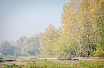 Panoramic view of the swampy coast with large old poplar trees and morning mist. 