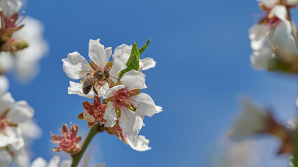 Honey bee sitting on almond blossom against clear blue sky out of focus