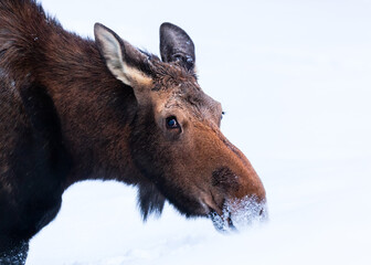 Moose eating grass buried under snow in a severe Canadian winter