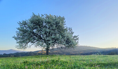 tree with flowers in a green meadow during the spring