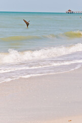 front view, very far distance of a brown pelican diving into shallow, shoreline water to catch fish lunch, on a tropical shoreline , on gulf of Mexico