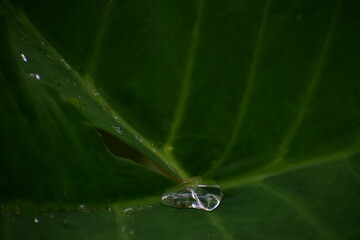 Rocío en una hoja, gota de lluvia 