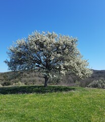 Naklejka premium tree with flowers in a green meadow during the spring