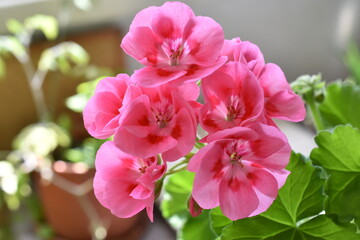 Flores de geranio bicolor (rosa y roja)