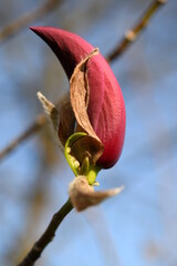 Magnolia