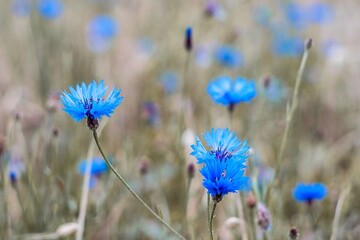 flowers in the meadow