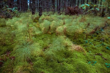 green forest in the morning