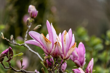 Fototapeta Różowe kwiaty na krzewie magnolii obraz