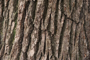 wooden background with tree bark